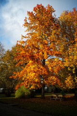Naklejka premium Liquidambar