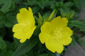 Closeup of two yellow flowers of narrowleaf evening primrose in mid June