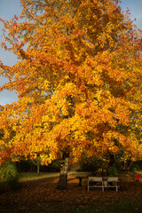 Naklejka premium Liquidambar