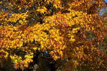 Fototapeta premium Liquidambar