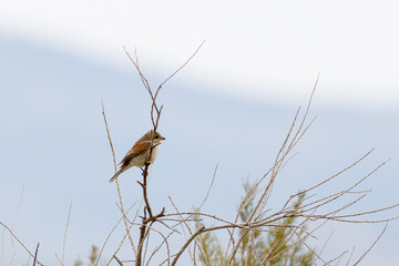A small Lanius collurio perched on a bare branch against a soft blue sky.