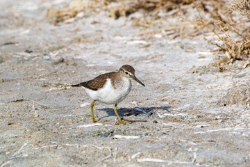 A small brown and white bird Actitis hypoleucos standing on a sandy surface with sparse vegetation.