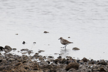 A solitary Pluvialis squatarola stands on rocky shore by calm water.