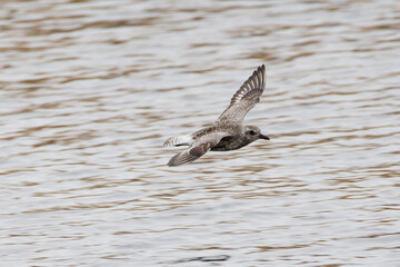 Fototapeta premium A plover in flight over rippling water, wings spread wide.