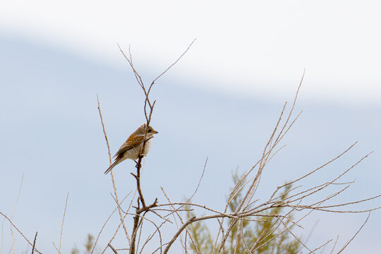 A small Lanius collurio perched on a bare branch against a soft blue sky. - Powered by Adobe