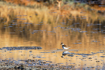 A small plover stands in a shallow, reflective water body surrounded by mud and grass.