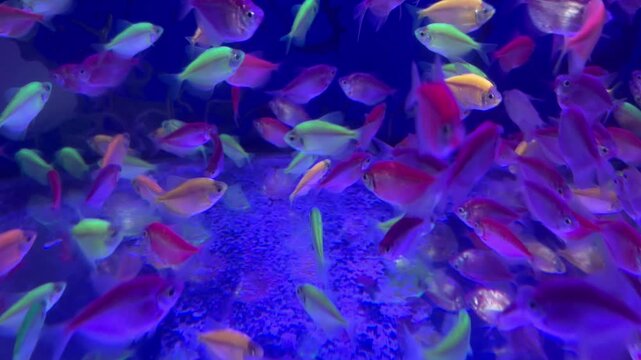 School of Colorful GloFish Swimming Together in Aquarium Under Vibrant Light