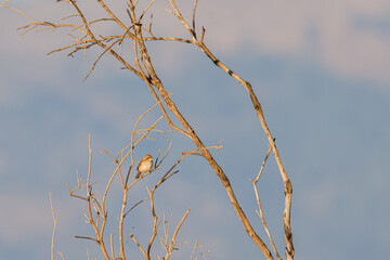 A small bird perched on a bare tree branch against a blurred background.