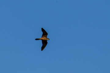 A Falco eleonorae of prey soaring in a clear blue sky.