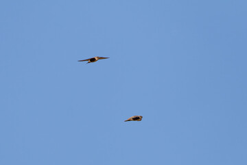 Two crag martins flying in a clear blue sky.