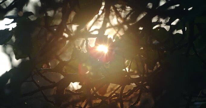 Slow motion of golden of the morning sun fi streaming through dense forest branches and leaves at 1000 fps, capturing nature&rsquo;s warmth and silent awakening.