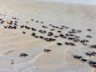 Bogura, Bangladesh - 17 February 2024: Aerial view of a lone figure guiding a large herd of dark buffalo across a pale, cracked landscape, creating a stark contrast of life on barren earth.