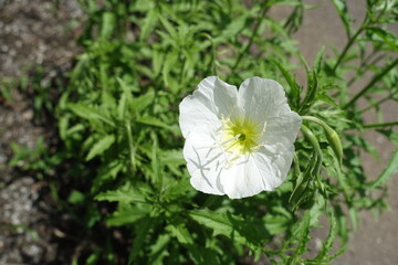 Macro of one white flower of evening primrose in June