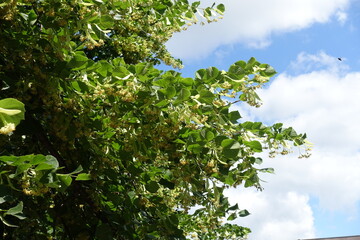 Fototapeta premium Multitudinous flowers of linden tree against the sky in mid June