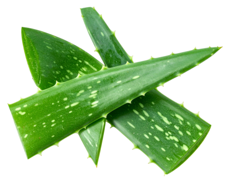 Vibrant green succulent leaves with white speckles, sharp edges