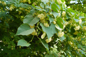 Myriad of flowers and buds of linden tree in June