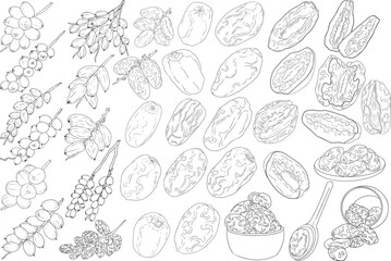 Detailed line vector art of dates, showcasing dried dates. Ideal for food, culinary, or nature themed stock designs.