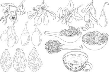 Hand drawn Goji berries. Engraving vector illustration isolated on white background. Superfood berry element for label, poster, coloring pages	