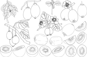 Vector hand drawn line Kiwifruit or Chinese gooseberry, or yangtaosign. Tropical exotic fruit.	