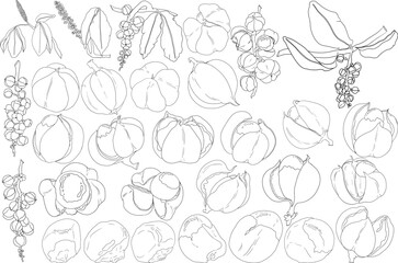 Guarana fruits. Superfood ingredient for energy drink. Natural organic hand drawn graphic black white isolated sketch illustration vector	
