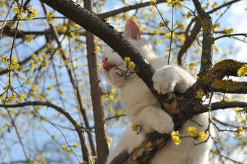 Spring photo of a cat on a flowering tree.

