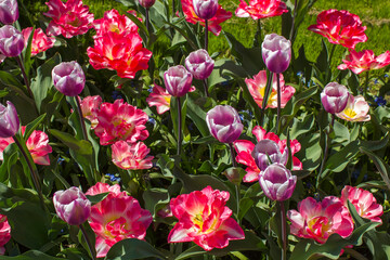 Obraz premium tulips flowers in the park - springtime