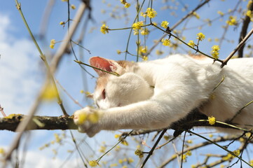 Spring photo of a cat on a flowering tree.

