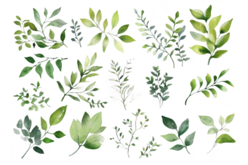 A collection of beautifully illustrated green leaves in various shapes and sizes. the diversity of foliage. ideal for nature-themed projects. backgrounds. and designs
