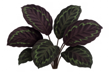 Calathea makoyana displaying striking leaf patterns. Green stripes on deep purple leaves creating an elegant tropical botanical element