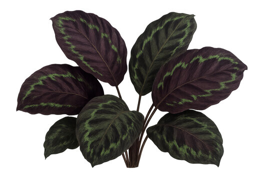 Calathea makoyana displaying striking leaf patterns. Green stripes on deep purple leaves creating an elegant tropical botanical element - Powered by Adobe