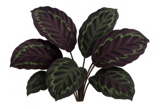 Calathea makoyana displaying striking leaf patterns. Green stripes on deep purple leaves creating an elegant tropical botanical element