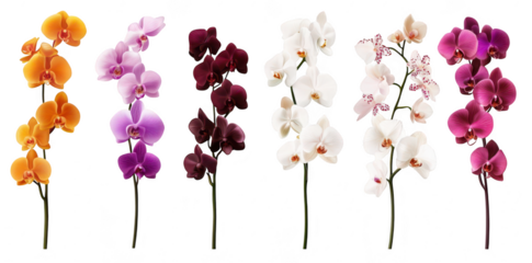 A display of various orchids a spectrum of colors. arranged elegantly in a row. highlighting their natural beauty and delicate features against a clean white background