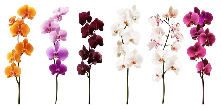 A display of various orchids a spectrum of colors. arranged elegantly in a row. highlighting their natural beauty and delicate features against a clean white background