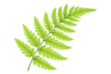 Green fern frond with fresh botanical leaves illustrating nature and foliage on a transparent background