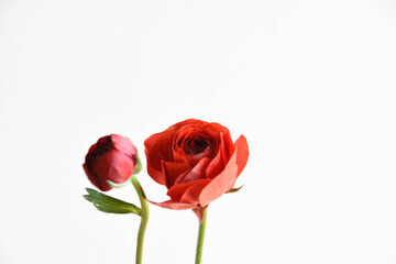 赤いラナンキュラス