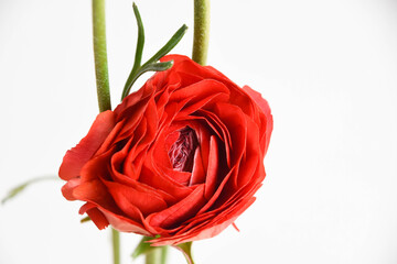 赤いラナンキュラス