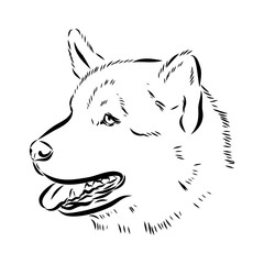 Greenland dog, husky, vector sketch