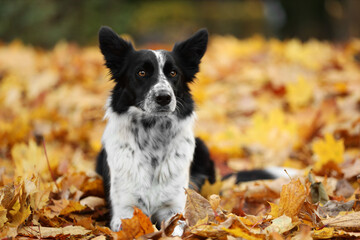 Cute Border Collie dog on golden leaves in autumn park