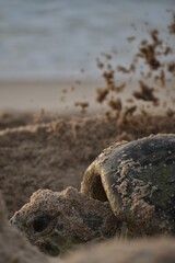 Turlte on the beach