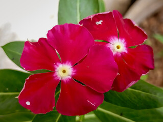Vibrant Pink Madagascar Periwinkle with Bokeh Background