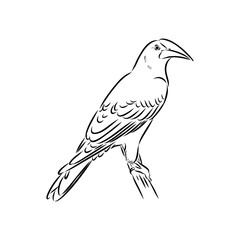 oropendola, wild bird, vector sketch