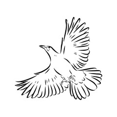 oropendola, wild bird, vector sketch