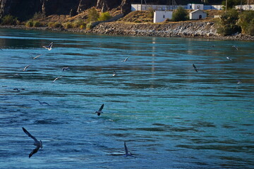 Seagulls and cormorants fly over the reservoir.