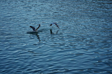 Seagulls and cormorants fly over the reservoir.