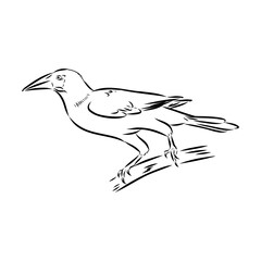 oropendola, wild bird, vector sketch