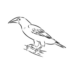 oropendola, wild bird, vector sketch