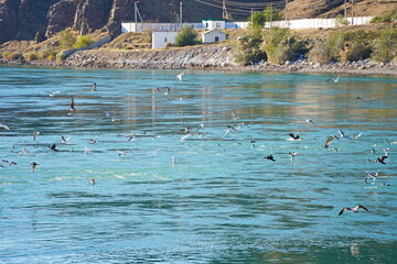 Seagulls and cormorants fly over the reservoir.