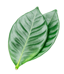 Green coffee leaves isolated on white background. Natural concept of coffee drink. File contains clipping path.