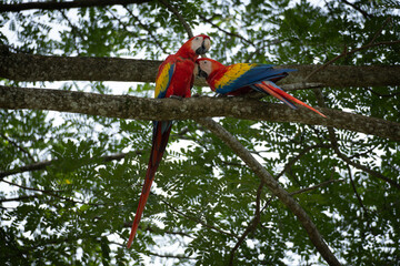 beautiful macaws of Costa Rica