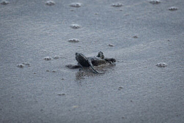baby turtle on it’s back